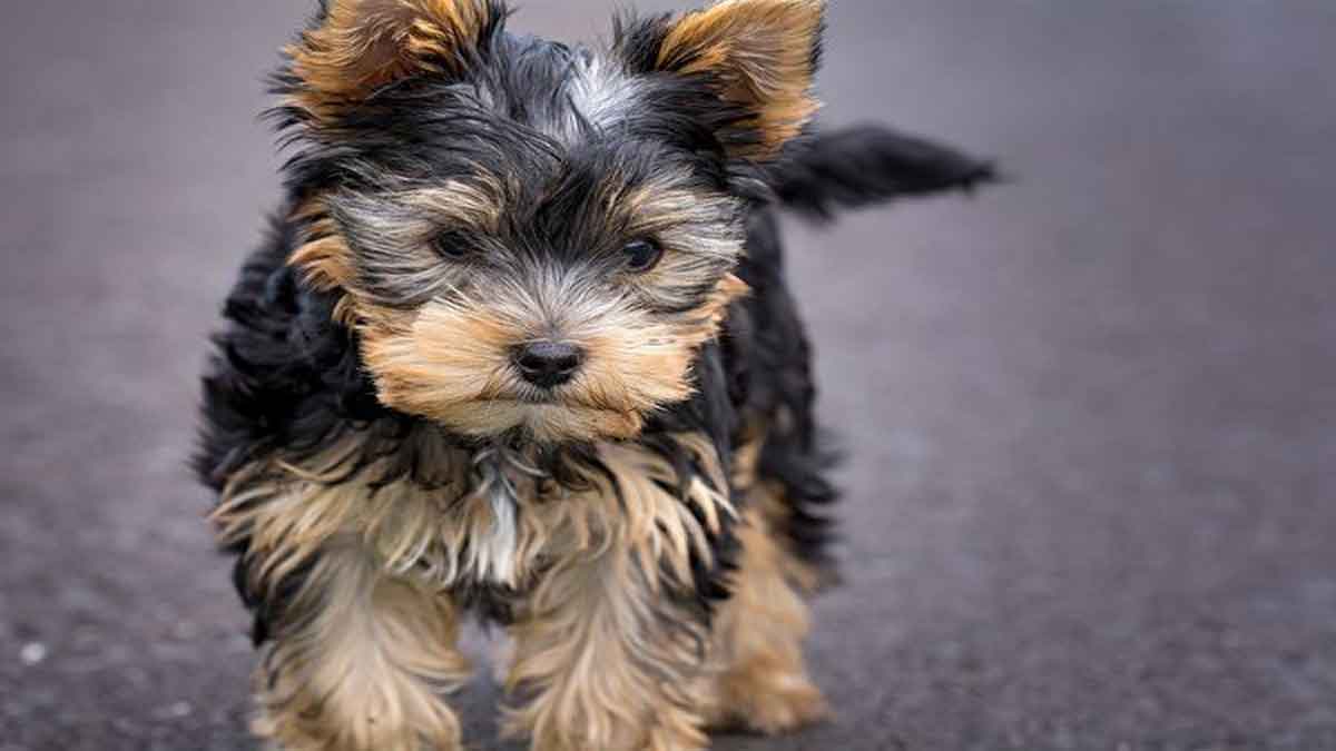 Puppy Rela Terluka Digigit Anjing Serigala Demi Melindungi Gadis