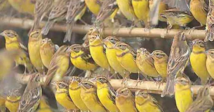 Spesies Burung di Tiongkok yang Disantap Sampai Terancam Punah