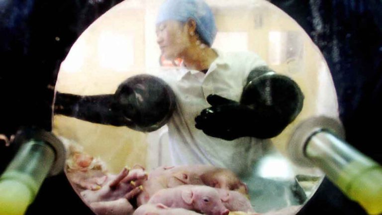 Para Ilmuwan Tiongkok Menghasilkan Babi-babi yang Direkayasa Secara Genetik untuk Transplantasi Manusia
