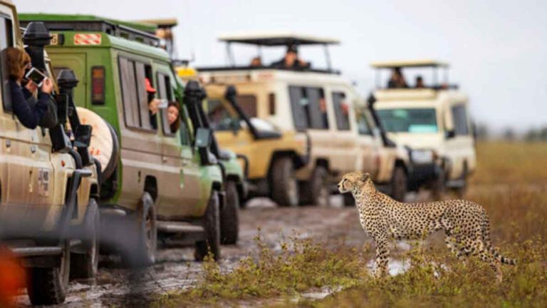 Seekor Cheetah dengan Anggun Tampil Berpose untuk Wisatawan yang Antusias di Jeep Safari