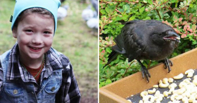 Gadis Berusia 8 Tahun Memberi Makan Burung Gagak Selama 4 Tahun, Gagak Itu Membalasnya dengan Membawa ‘Hadiah’