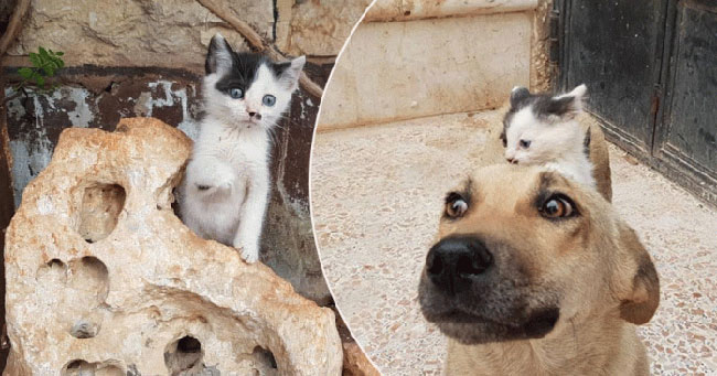 Anak Kucing Yatim Piatu Ini Menjadi ‘Anak Angkat’ Induk Anjing yang Kehilangan Anaknya