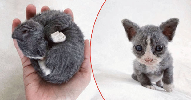 Anak Kucing yang Ditinggalkan Ini Mirip Boneka Mainan daripada Anak Kucing Hidup