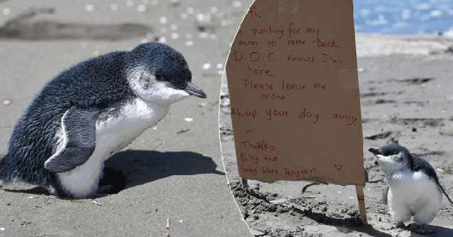 Anak Penguin Ditemukan Sendirian di Pantai dengan Papan Pemberitahuan di Sampingnya