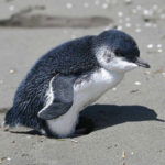 Anak-Penguin-yang-Imut-Ditemukan-Sendirian-di-Pantai2-1024×722