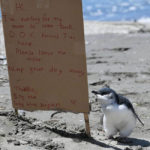 Anak-Penguin-yang-Imut-Ditemukan-Sendirian-di-Pantai3