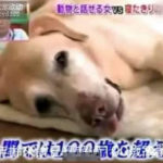 Anjing-Pemandu-Berusia-17-Tahun-Ini-Selalu-Menyalak-Tanpa-Sebab3