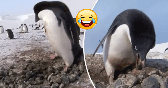 “Penguin Licik” Ini Mencuri Batu dari Penguin Lain untuk Membuat Sarang
