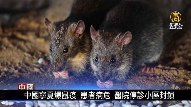 Wabah Virus Tikus Ditemukan di Ningxia, Tiongkok, Pasien kritis Hingga Rumah sakit Menutup Blokade Komunitas