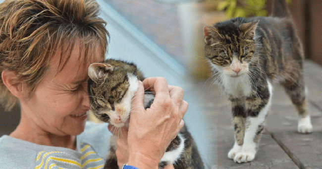 Wanita Bertemu Kembali dengan Kucingnya yang Telah Hilang 13 Tahun