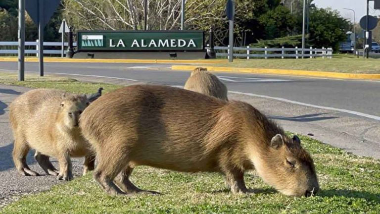 Ada Apa? Kawanan Hewan Pengerat Terbesar di Dunia Masuk ke Kawasan Hunian Kelas Atas di Argentina