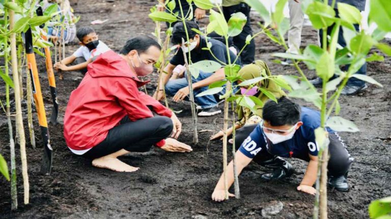 Jokowi Menggelar Penanaman Mangrove Bersama Masyarakat di Bengkalis, Riau