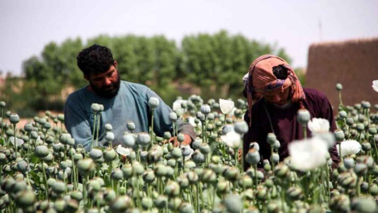 Pakar Memperkirakan Taliban Cenderung Akan Melanjutkan Perdagangan Narkoba yang Menguntungkan