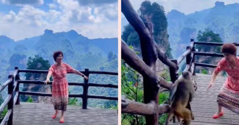 Saat Asik-asiknya Menari dan Menyanyi di Lokasi Wisata, Tas Seorang Wanita di Tiongkok Dibawa Kabur Monyet