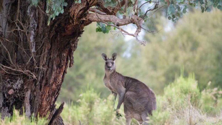 Viral!!! Kanguru Setelah Diselamatkan Berjabat Tangan dengan Penolongnya