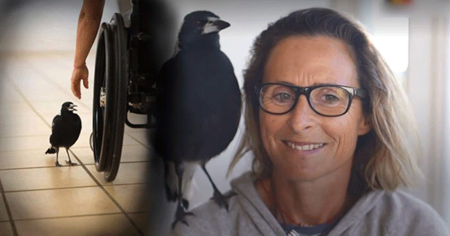 Wanita Lumpuh Berkawan Baik dengan Burung Magpie yang Semangat untuk Meneruskan Kehidupan