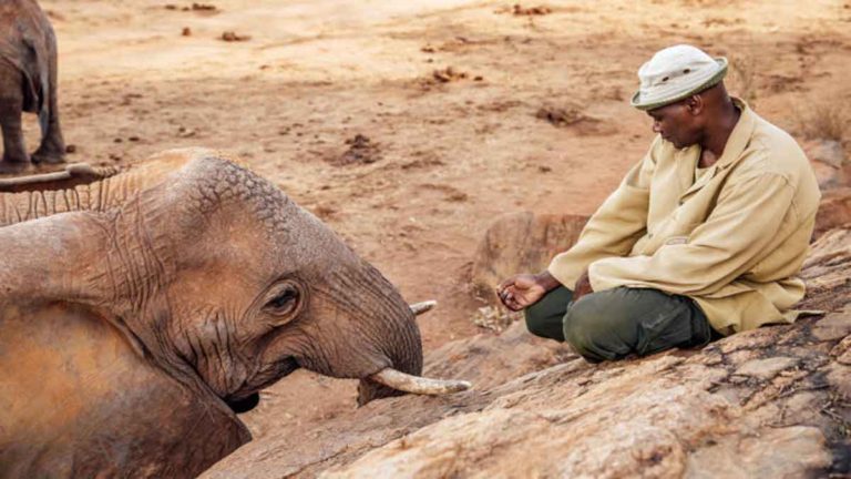 Seekor Induk Gajah Bersama Anaknya Mengunjungi Pria yang Membesarkannya Selama 10 Tahun Setelah Dilepasliarkan