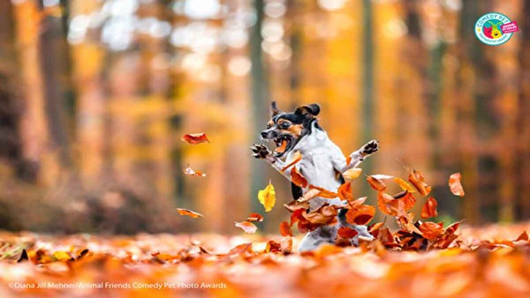 Inilah Foto-Foto Finalis ‘Funny Pet Photography Awards 2021’