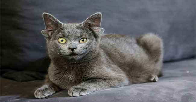 Temui Midas, Kucing di Turki dengan 4 Daun Telinga Telah Menjadi Sensasi Internet