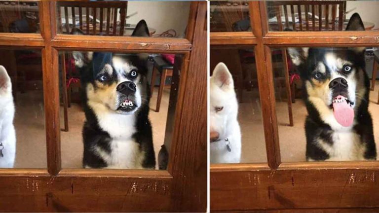 Anjing Siberian Husky Ini Mengekspresikan Wajah Lucu dan Konyol ke Pintu Kaca Saat Dia Ingin Masuk ke Rumah