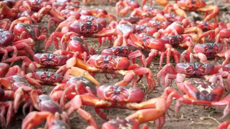 Puluhan Juta Kepiting Merah Membentuk Lautan Merah Saat Bermigrasi Menyeberangi Pulau Natal untuk Bertelur di Laut