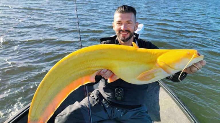 Pemancing Ini Kaget Mendapatkan Ikan Lele Raksasa Berwarna Kuning yang Langka