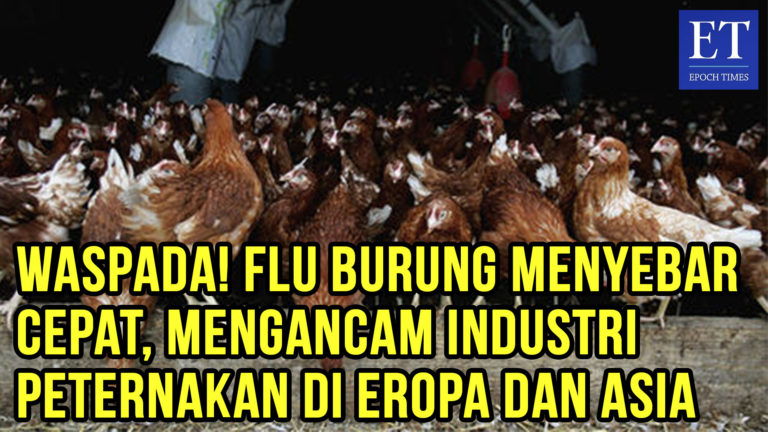 Waspada! Flu Burung Menyebar Cepat, Mengancam Industri Peternakan di Eropa dan Asia