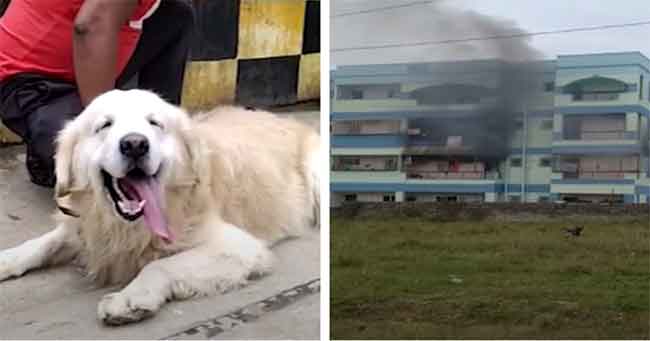 Anjing Menyelamatkan Hampir 150 Orang dari Kebakaran Gedung Apartemen di India