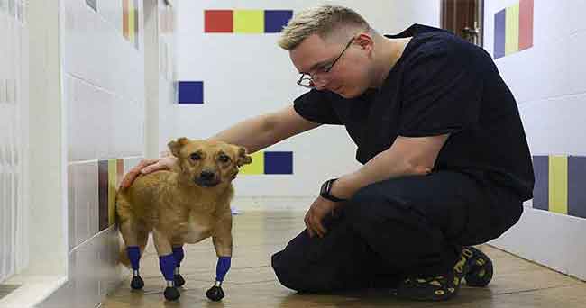 Anjing di Rusia yang Ditemukan Tanpa Cakar Diberi Kehidupan Baru Setelah Operasi Prostetik