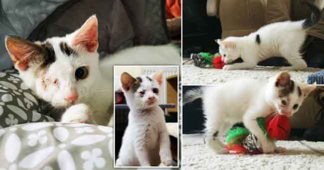 Anak Kucing Kecil Bermata Satu yang Ditemukan di Tempat Sampah Menemukan Rumah Baru