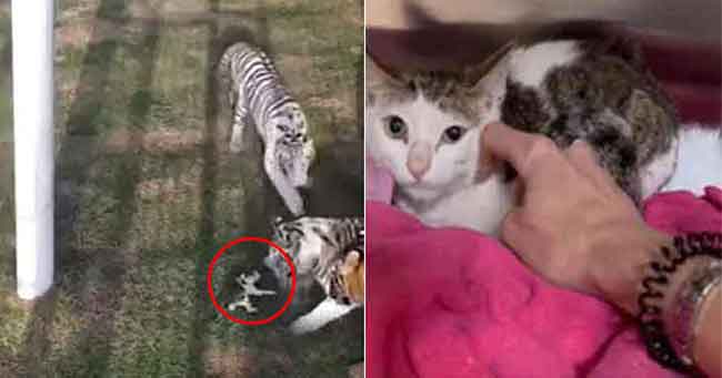 Anak Kucing yang Diserang oleh Tiga Harimau Diselamatkan oleh Penjaga