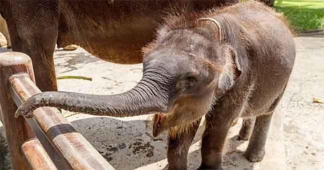 Bayi Gajah Sumatera Mati Setelah Belalainya Terpotong oleh Perangkap Pemburu