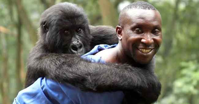 Gorila dengan Penuh Kasih Memeluk Pria yang Telah Menyelamatkannya dari Para Pemburu