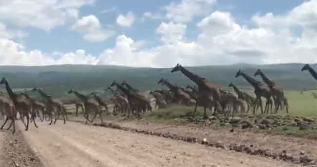 Kawanan Besar Jerapah Menyeberang Jalan Menghentikan Lalu Lintas