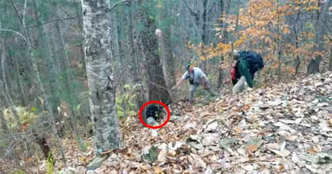 Anak Beruang yang Kepalanya Terjebak Botol Plastik Akhirnya Diselamatkan Setelah Pencarian 2 Hari