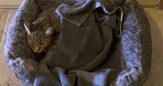 Kucing yang Ditemukan dengan Catatan Sedih Menyembunyikan Kejutan Manis di Bawah Selimutnya