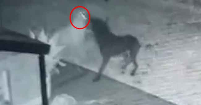 Pria Mengklaim Kamera Keamanannya Menangkap ‘Anjing Hantu’ Bermain dengan Anak Anjingnya di Halaman Belakang