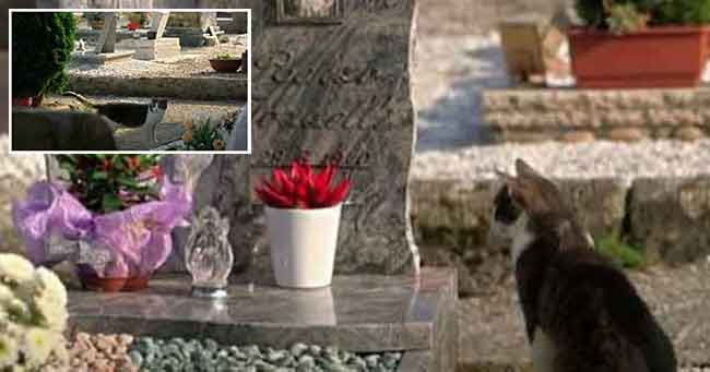 Seekor Kucing Setiap Hari Mengunjungi Makam Orang yang Paling Dia Cintai