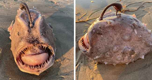 Footballfish ‘Monster Laut Dalam’ yang Sangat Langka Terdampar di Pantai AS