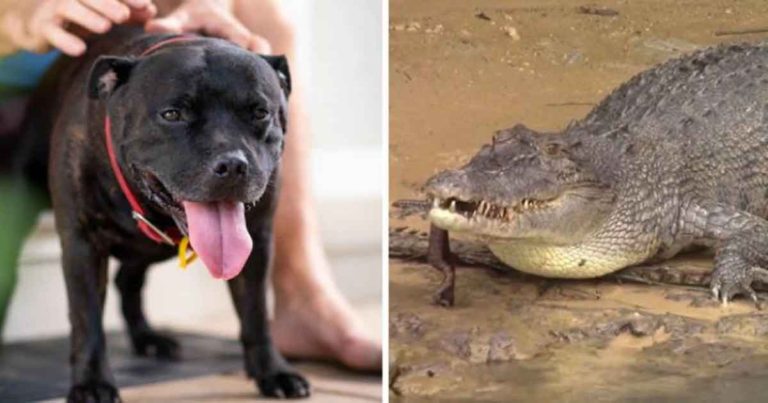 Anjing Melawan Buaya Sepanjang Dua Meter Setelah Hampir Dimakan di Pantai di Australia