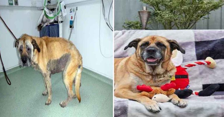 Anjing Liar Sakit yang Ditemukan Beberapa Hari Sebelum Natal Pulih Setelah Menemukan Rumah Selamanya