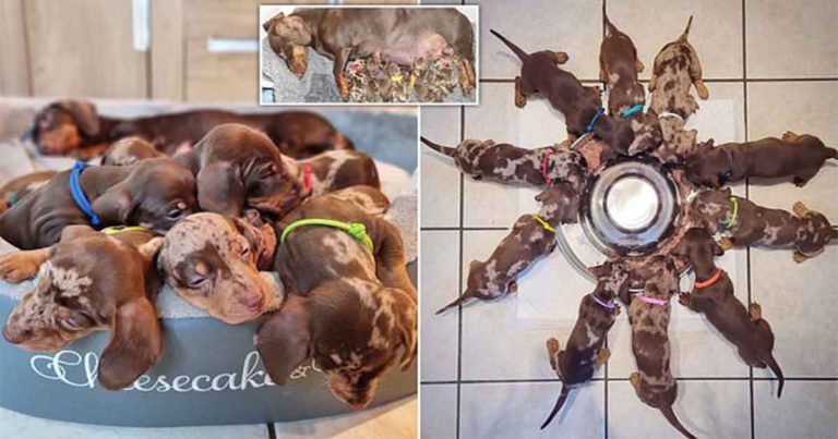 Anjing Sosis Melahirkan 10 Anak Anjing Membuat Pemiliknya Terkesima Ketika Mereka ‘Terus Datang’