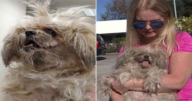 Anjing Tua Ditinggalkan di Bandara Setelah Pemiliknya Tidak Bisa Menunjukkan Bukti Vaksinnya