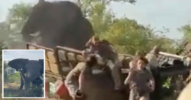 Momen Mengerikan Saat Gajah yang Sedang Birahi Mengamuk Membalikkan Jip Safari di Cagar Alam Afrika Selatan