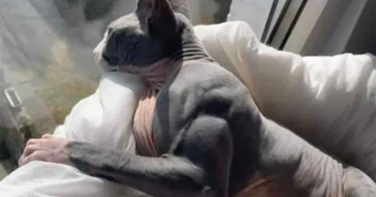 Kucing dengan Kondisi Langka yang Membuat Tubuhnya Berotot Bak ‘Binaragawan’