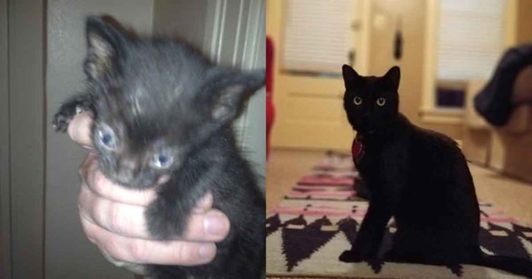 Kucing Berubah dari ‘Kucing Jelek’ Menjadi ‘Kucing Menggemaskan’ Setelah Mendapatkan Rumah Baru