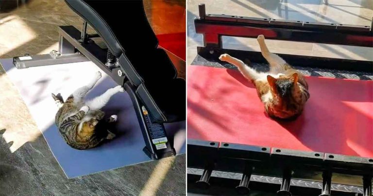 Kucing Melakukan Sit-Up di Sebuah Gym di Tiongkok