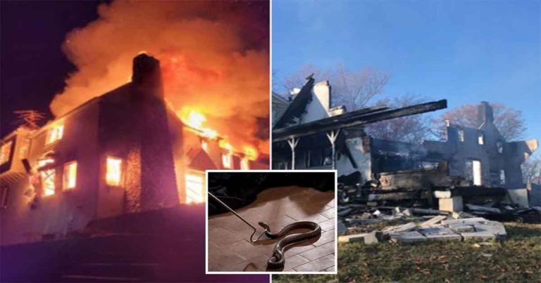Pemilik Rumah yang Panik Membakar Rumahnya Sendiri Saat Mencoba Mengusir Ular