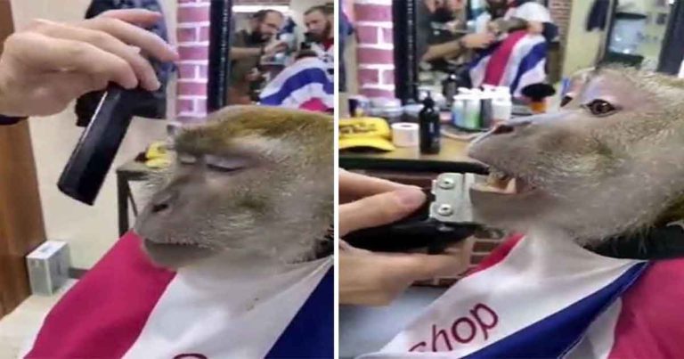 Video Viral: Monyet Pergi ke Salon untuk Potong Rambut