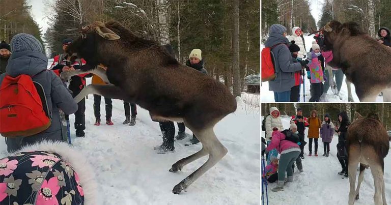 Moose Menyerang Gadis Kecil Saat Para Turis Memberi Makan Hewan Itu di Taman Nasional di Rusia